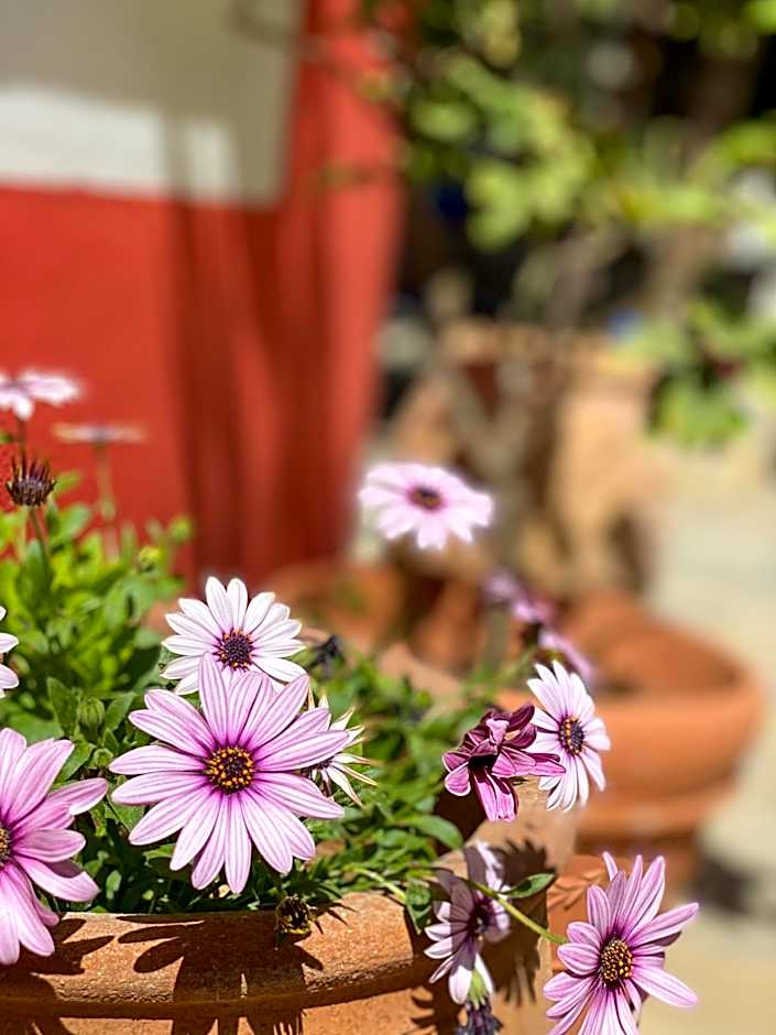 Symi Garden Studios