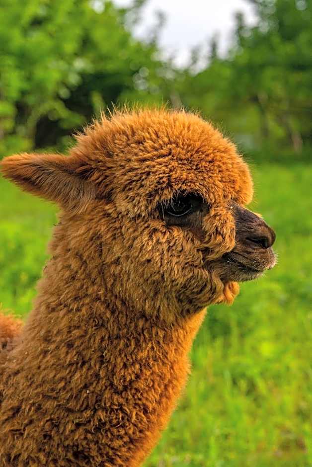 Alya Kartepe Villa Hotel