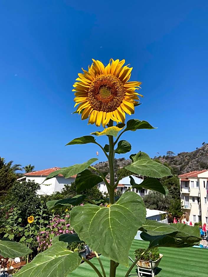 On Oda Oludeniz