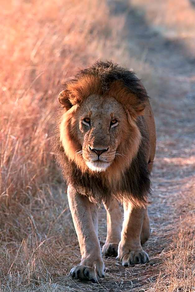 Jambo Mara Safari Lodge