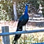 Eagles Roost - The Nest #11 at Wind Walker Homestead