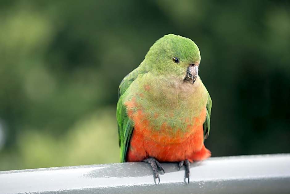 The Sebel Pinnacle Valley