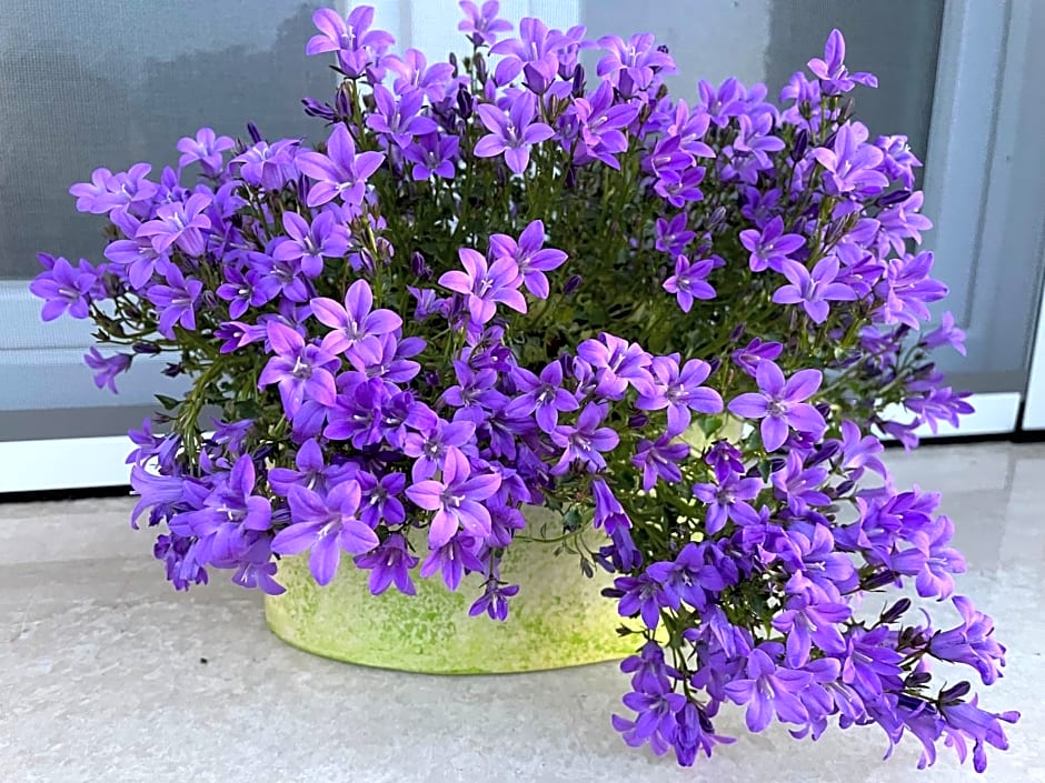 La casa di Celeste B&B