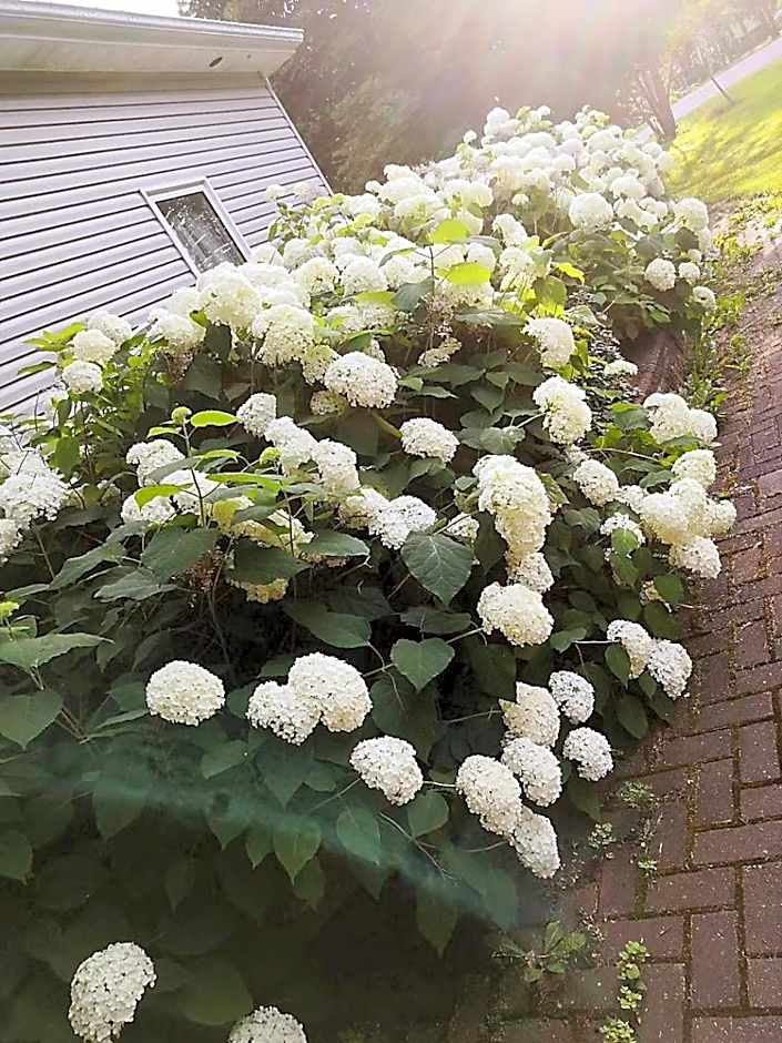Lily's garden
