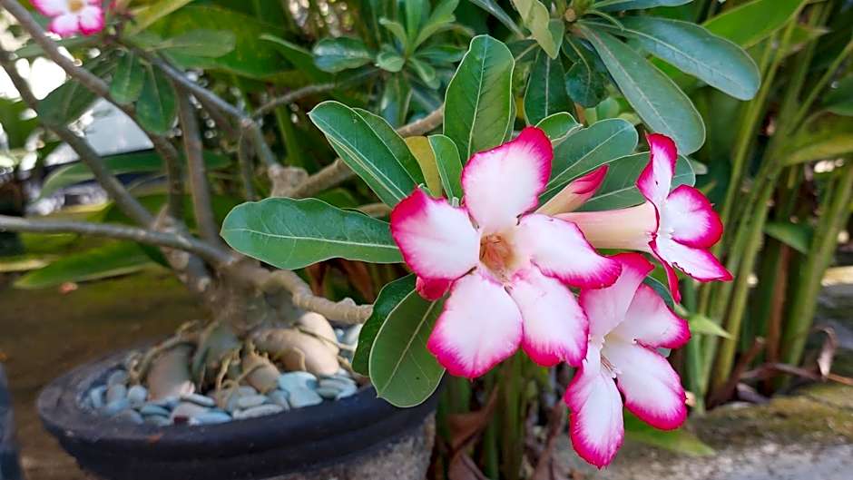 Hôtel La Belle Etoile