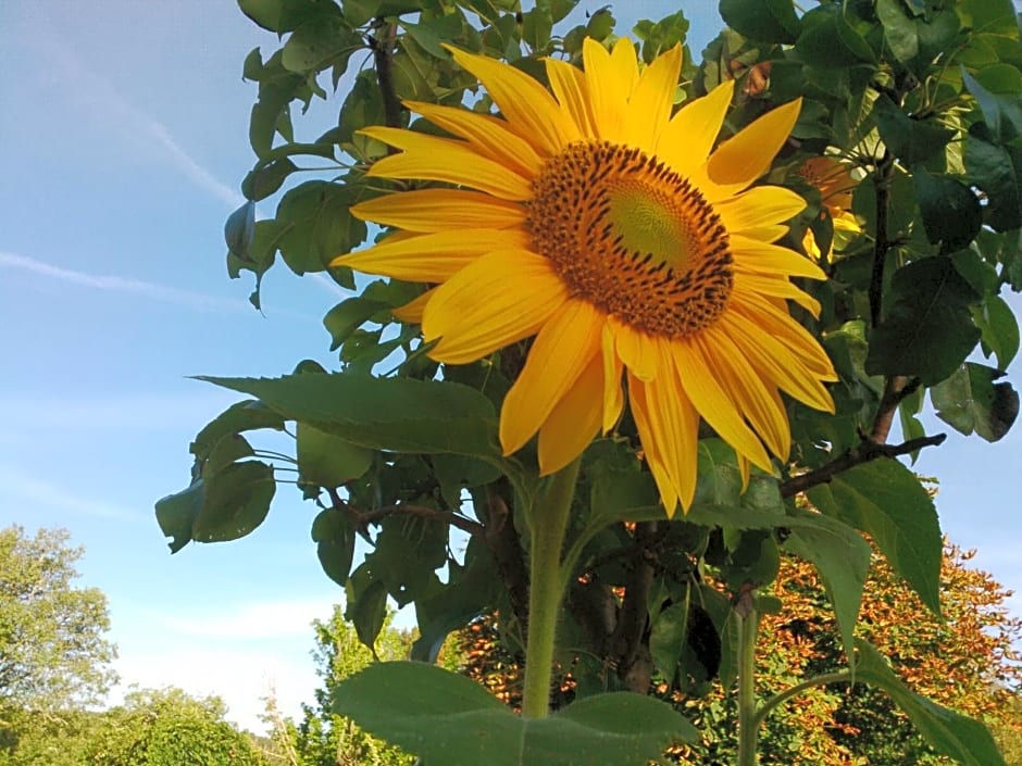 Le tilleul à fleurs