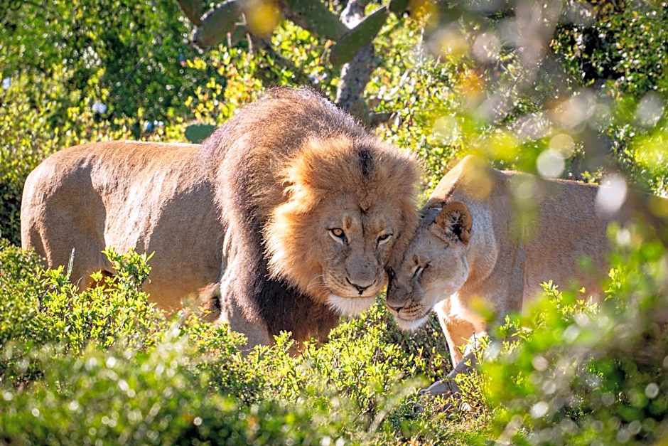 Addo Elephant Safari Lodge - Bellevue Forest Reserve