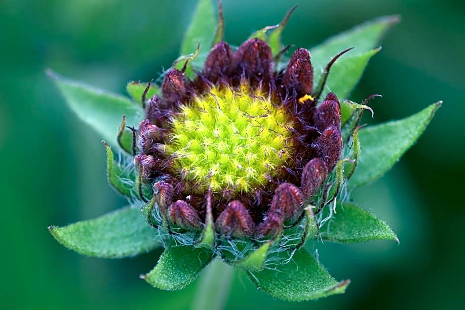 Hotel Residence La Rosa