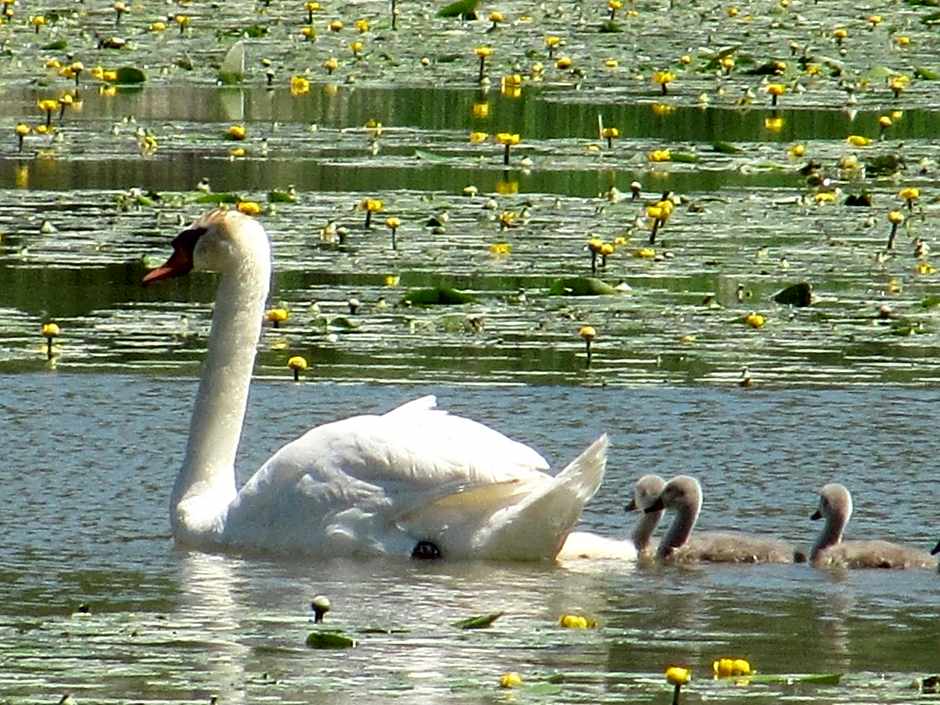 Zagreb Camp Bungalows