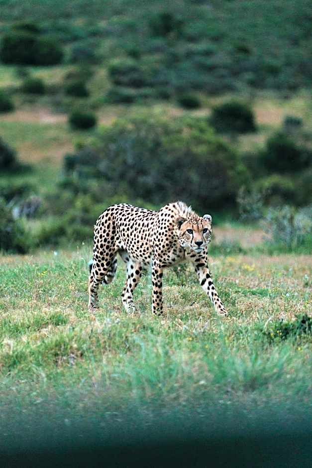 Nyosi Wildlife Reserve