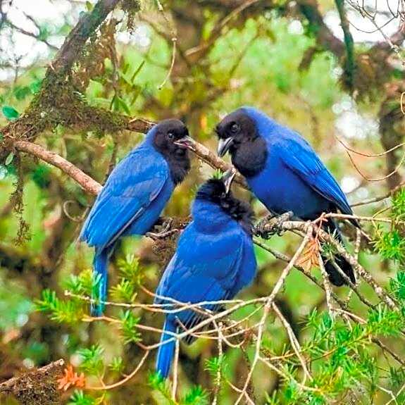 Luxuoso Studio 2007 Laje de Pedra Gramado Canela