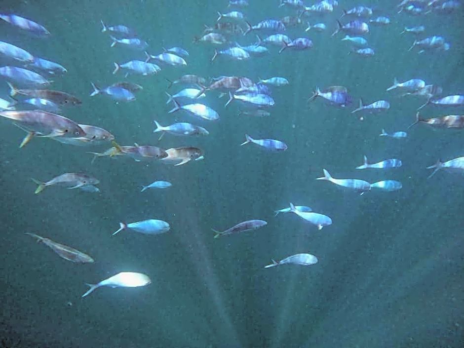 Absolute Beach front-Tutukaka Harbour