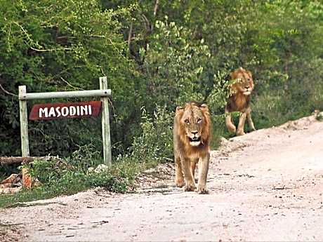 Zazu Private Bush Lodge, Formerly Masodini