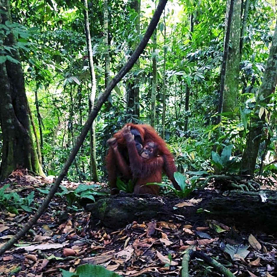 Asim Paris Guesthouse & jungle trekking