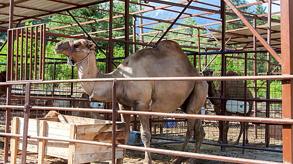 Selale Cennet Evleri