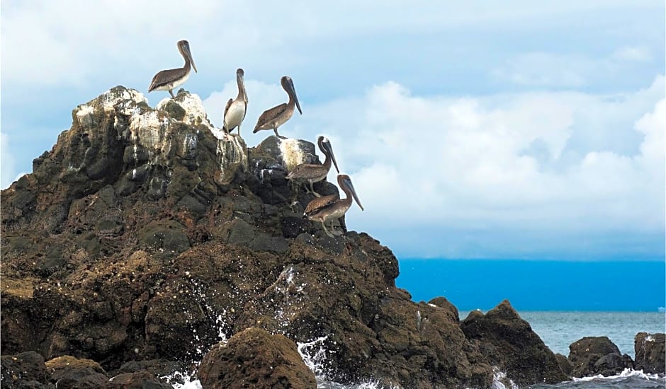 Isla Chiquita Gampling