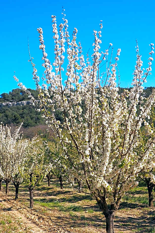 Chambres d'Hôtes Le relais des marmottes en Luberon