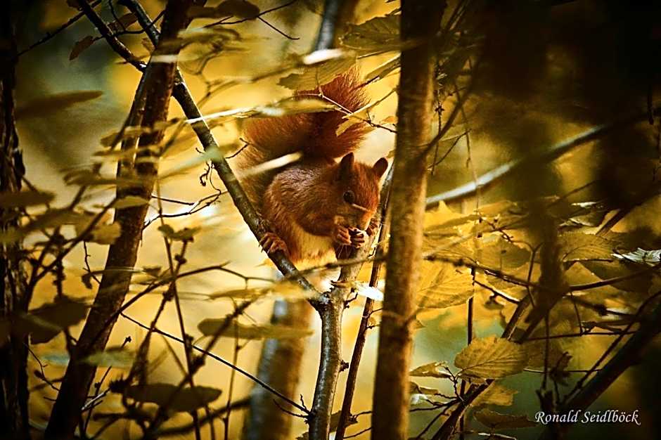 Hotel Bruggner Stub`n