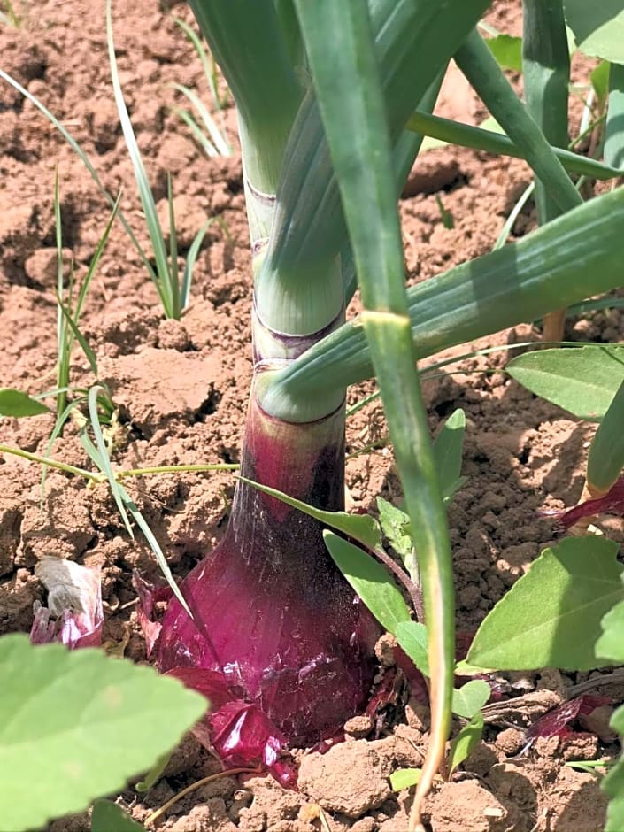 Agriturismo Donna Germana