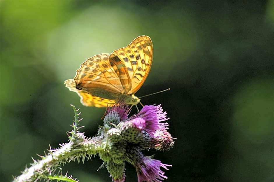 Albergo Alpino da Tullio
