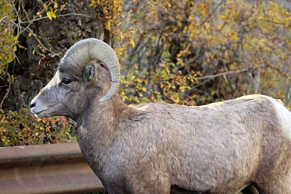 Bison Lodge - Lg Home - 2 bedrooms - less than 5 miles to Yellowstone North Entrance, Sleeps up to 8