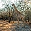 Foxy Crocodile Bush Lodge & Kruger Safaris