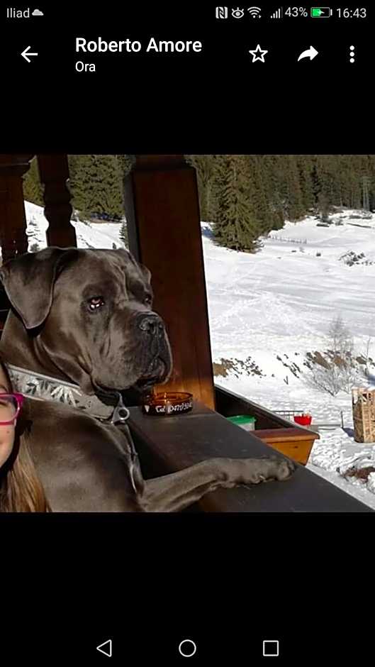 Alpine Touring Hotel-petfriendly