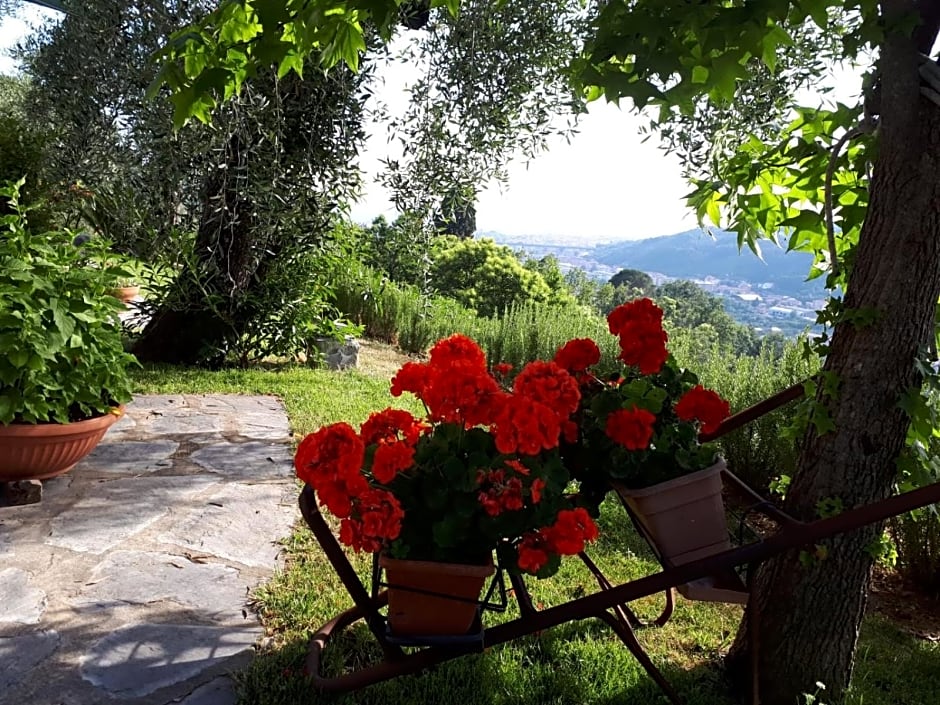 La gatta sul sentiero