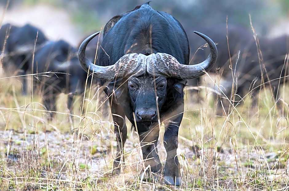 Zulu Rock Lodge - Babanango Game Reserve