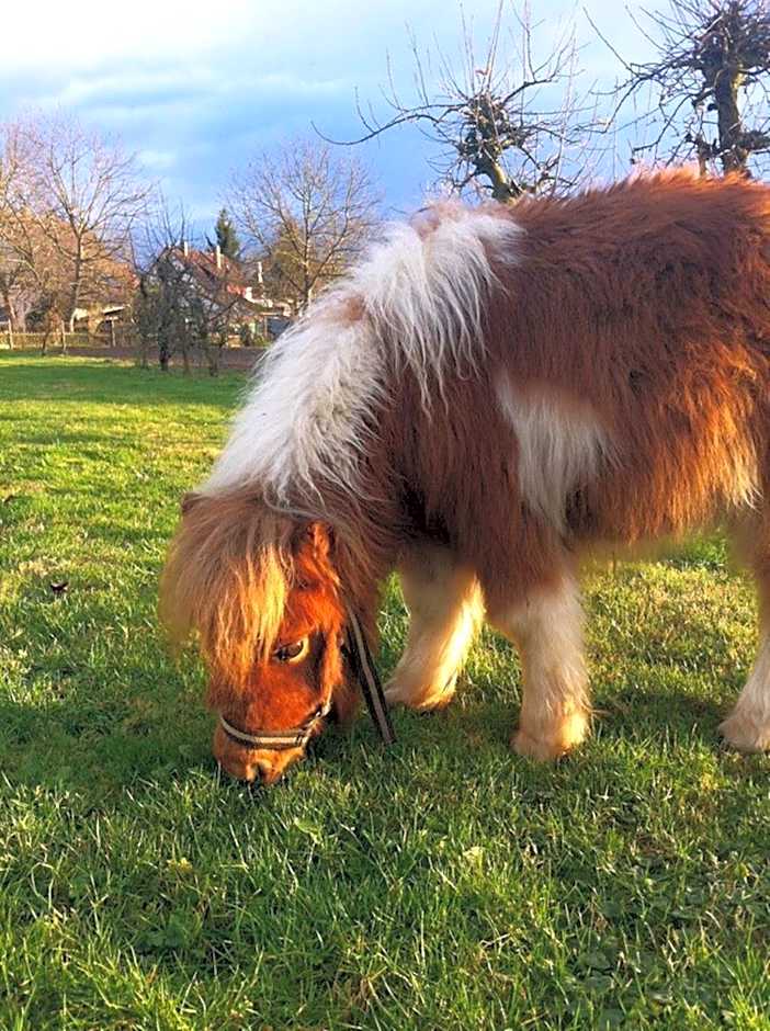 Hotel - Restaurant Hirschen - Werneths Landgasthof beim Europa- Park Rust