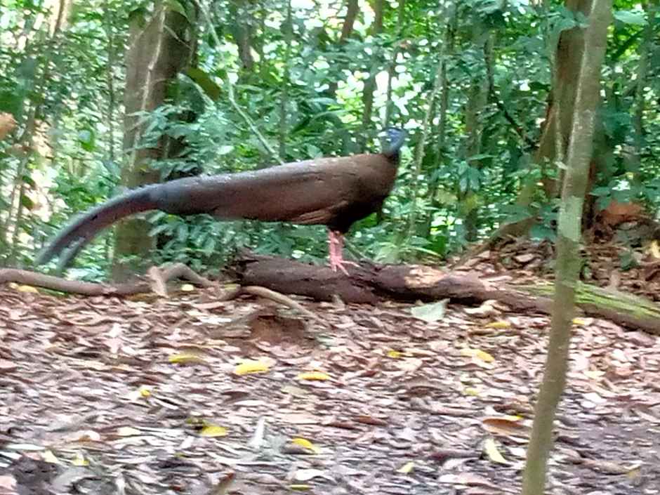 Jungle Trekking & Jungle Tour only stay here if you are and you must booking jungle trekking with us