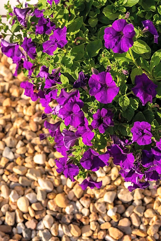 Hotel Donas e Cabaleiros