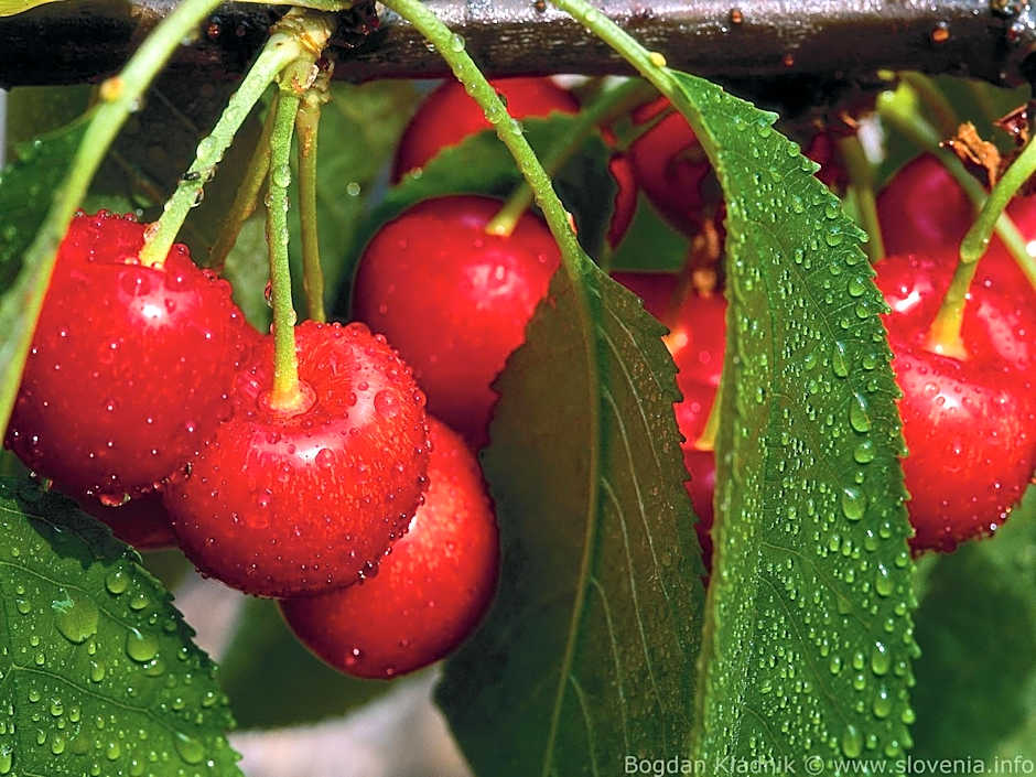 Lipa, Hotel & Bistro