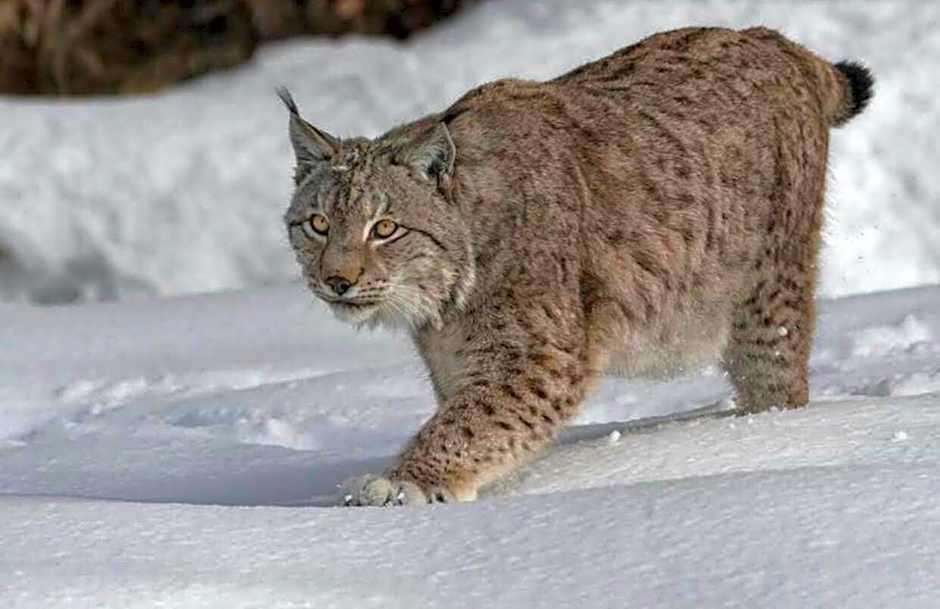 Albergo Meuble Tarandan