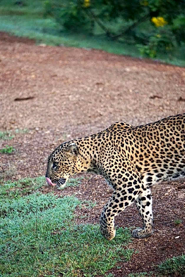 La Safari Inn
