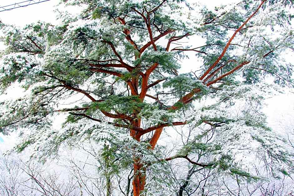 Shomarutoge Garden House