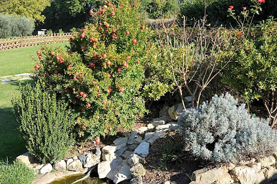 La Sorgente Del Subasio