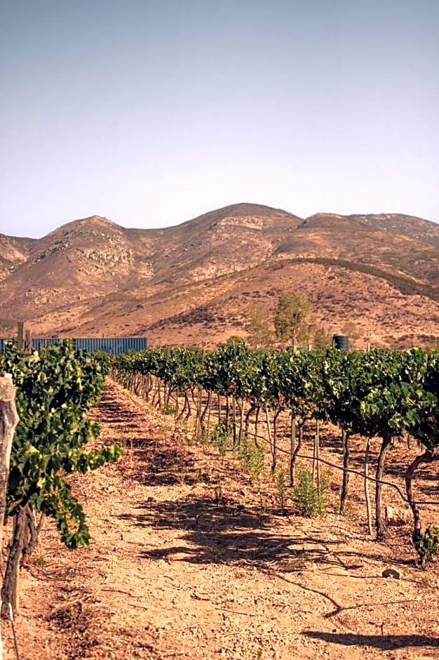 The Pangea Valle de Guadalupe