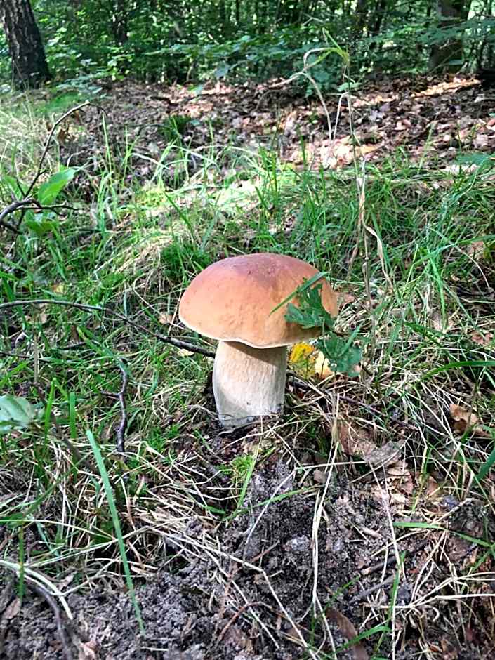 B&B Porcini