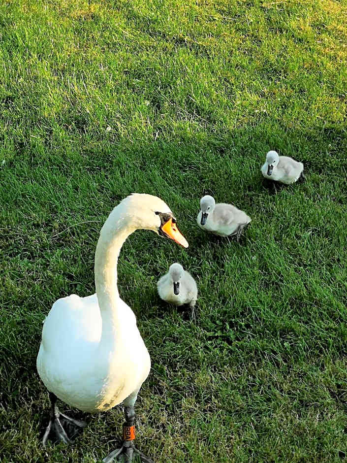 Bend in the River Lodge