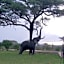 Seronera Wildlife Lodge