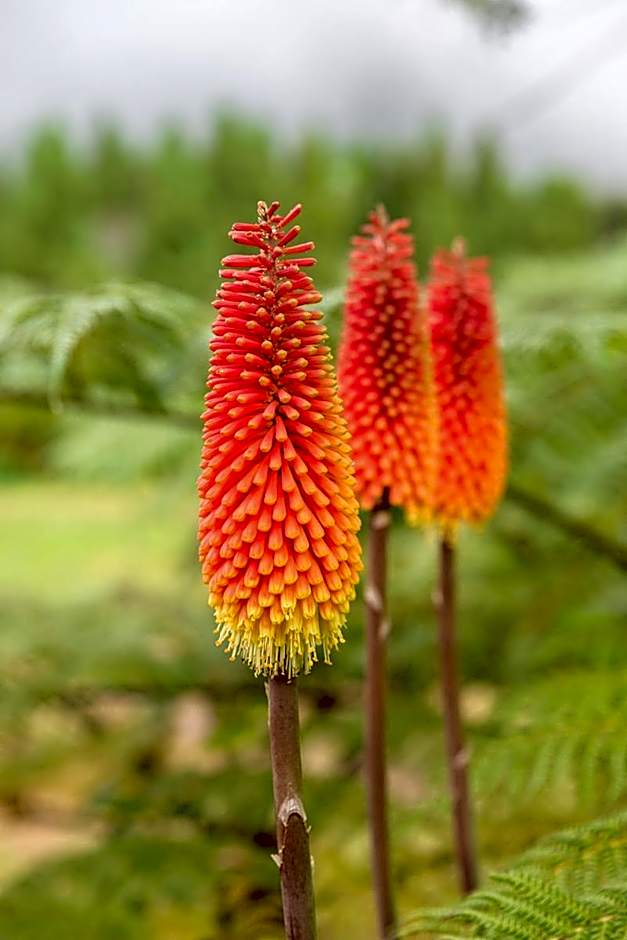 OLATIKA - gîte des cascades