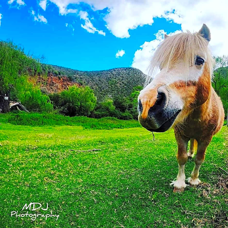 Old Mill Lodge, Seasonal Working Ostrich Farm & Restaurant, Oudtshoorn