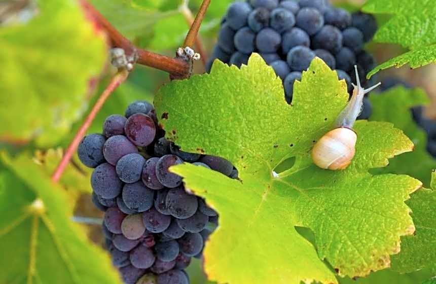 La chambre des vignerons