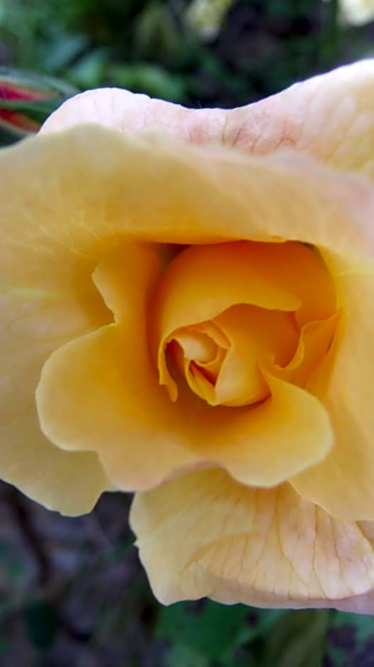 Chambres d'Hôtes Le Foursou