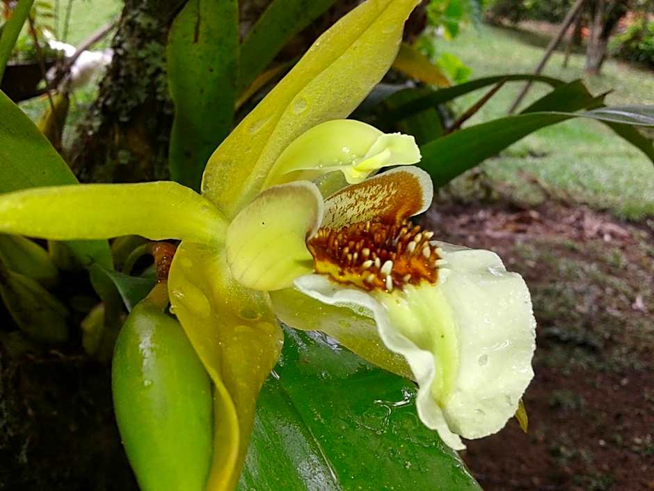 Pousada Chácara Pacheco