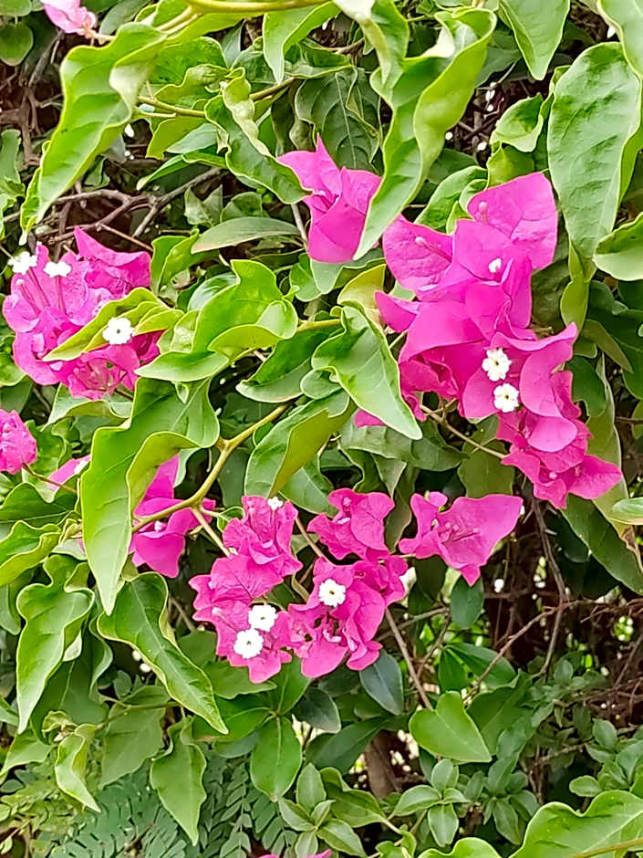 Tanzanice Farm Lodge