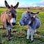 Hideaway Escapes, Farmhouse B&B, Ideal family stay or Romantic break, Friendly animals on our smallholding in a beautiful countr