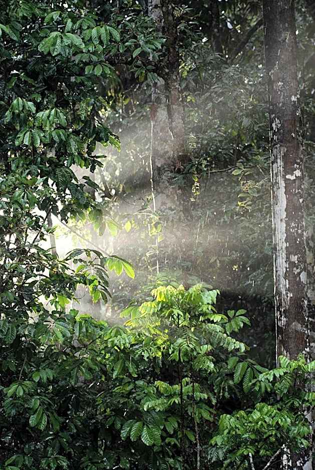 Chambers Wildlife Rainforest Lodges