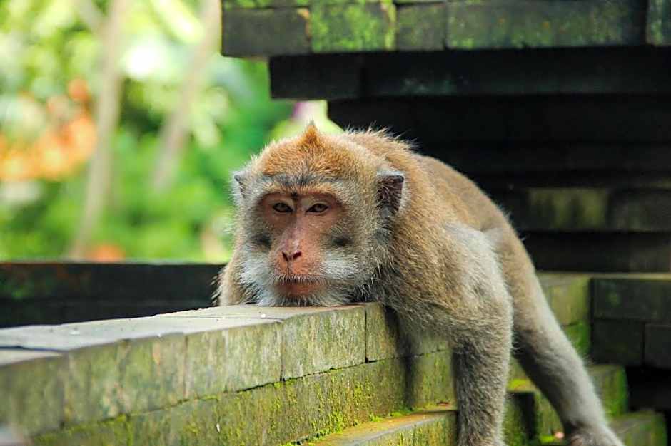 Dedeane ubud